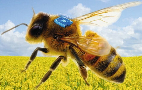 Concept of a bee-carried RFID sensor supported by Fraunhofer IZM's miniaturized battery to advance bee health research, © Micro-Sensys GmbH