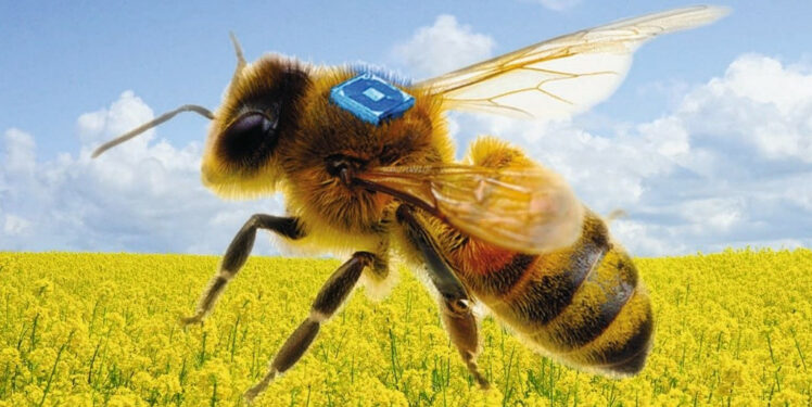 Concept of a bee-carried RFID sensor supported by Fraunhofer IZM's miniaturized battery to advance bee health research, © Micro-Sensys GmbH