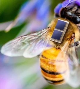 Mikrointegration von Solarzellen, Li-Ionen Mikrobatterie und Sensorik für die Erforschung und Überwachung von Bienengesundheit und Umwelteinflüssen im Projekt Sens4Bee © Fraunhofer IZM I Volker Mai