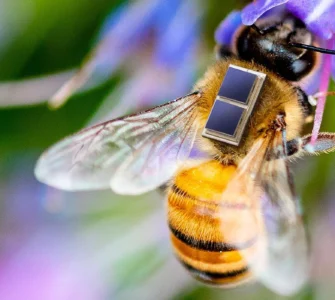 Mikrointegration von Solarzellen, Li-Ionen Mikrobatterie und Sensorik für die Erforschung und Überwachung von Bienengesundheit und Umwelteinflüssen im Projekt Sens4Bee © Fraunhofer IZM I Volker Mai