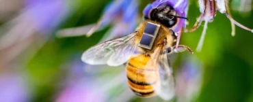 Mikrointegration von Solarzellen, Li-Ionen Mikrobatterie und Sensorik für die Erforschung und Überwachung von Bienengesundheit und Umwelteinflüssen im Projekt Sens4Bee © Fraunhofer IZM I Volker Mai