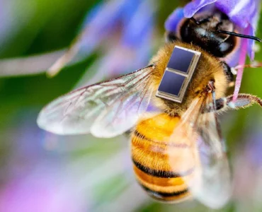 Mikrointegration von Solarzellen, Li-Ionen Mikrobatterie und Sensorik für die Erforschung und Überwachung von Bienengesundheit und Umwelteinflüssen im Projekt Sens4Bee © Fraunhofer IZM I Volker Mai