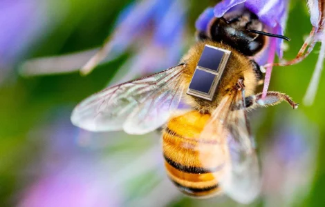 Mikrointegration von Solarzellen, Li-Ionen Mikrobatterie und Sensorik für die Erforschung und Überwachung von Bienengesundheit und Umwelteinflüssen im Projekt Sens4Bee © Fraunhofer IZM I Volker Mai