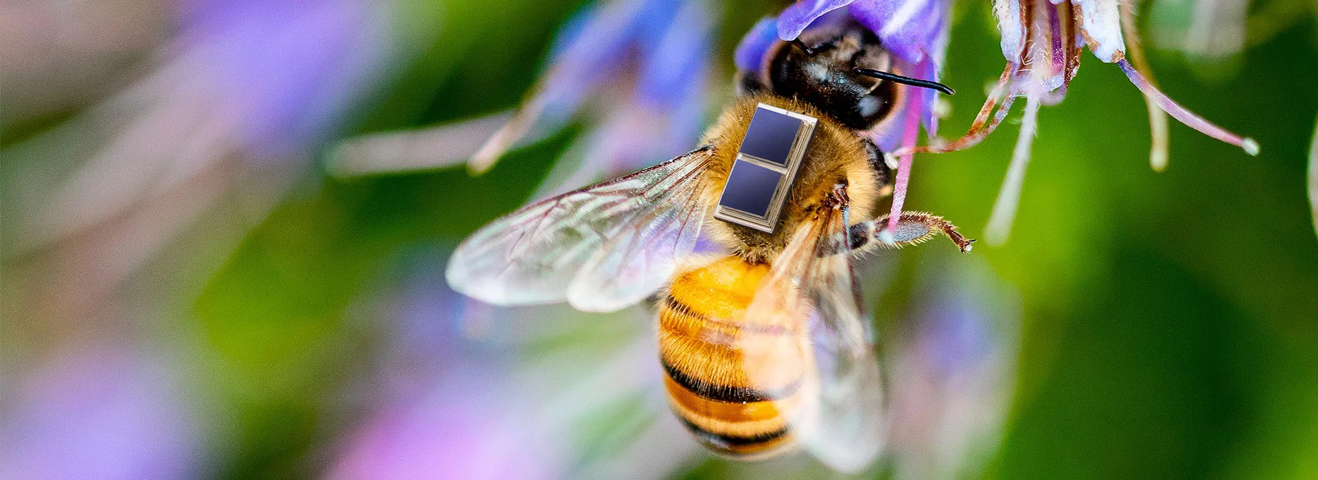 Mikrointegration von Solarzellen, Li-Ionen Mikrobatterie und Sensorik für die Erforschung und Überwachung von Bienengesundheit und Umwelteinflüssen im Projekt Sens4Bee © Fraunhofer IZM I Volker Mai